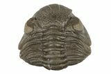 Wide, Enrolled Eldredgeops Trilobite Fossil - Ohio #188903-1